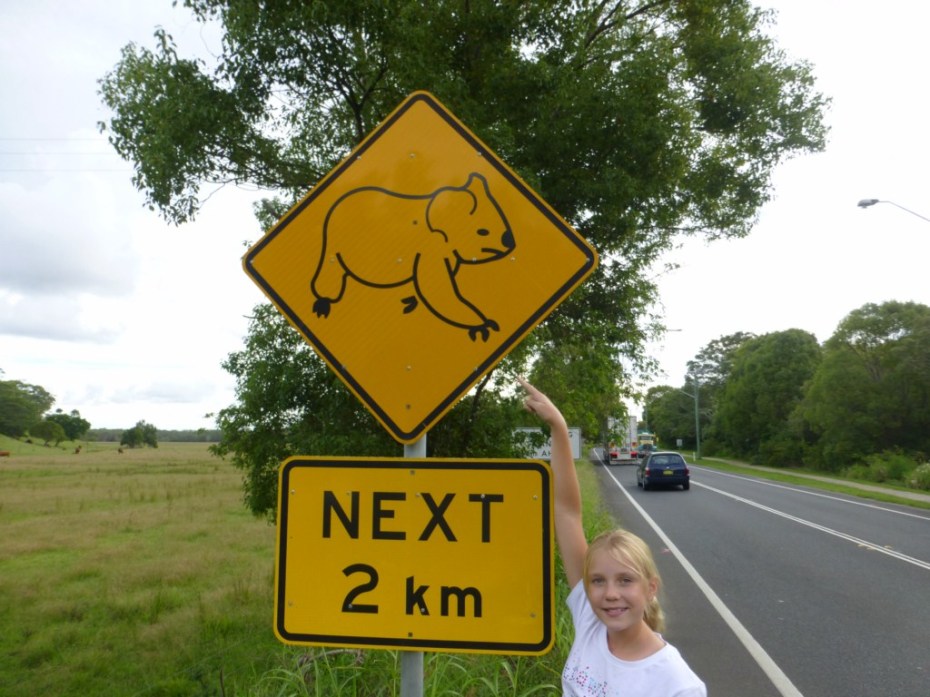 Watch out for koalas when you are driving