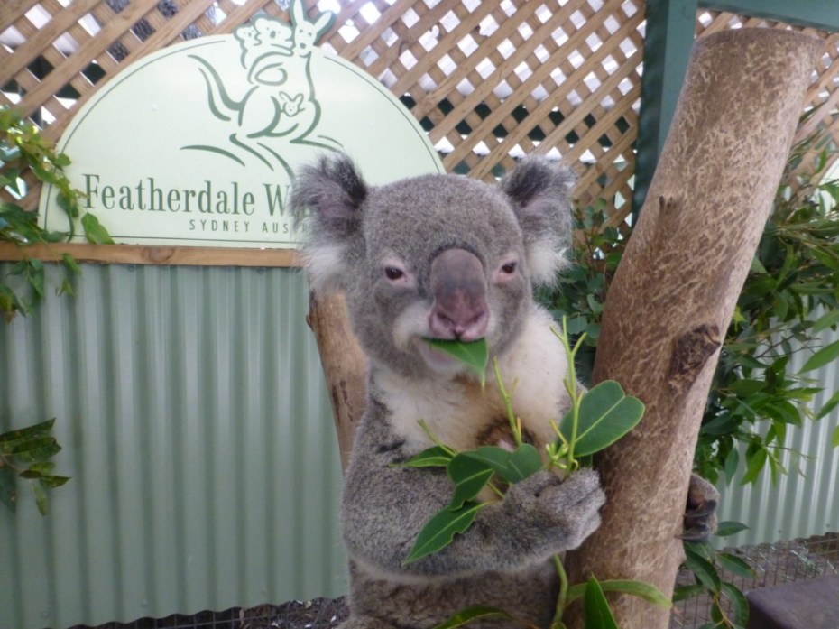 Very cute koala