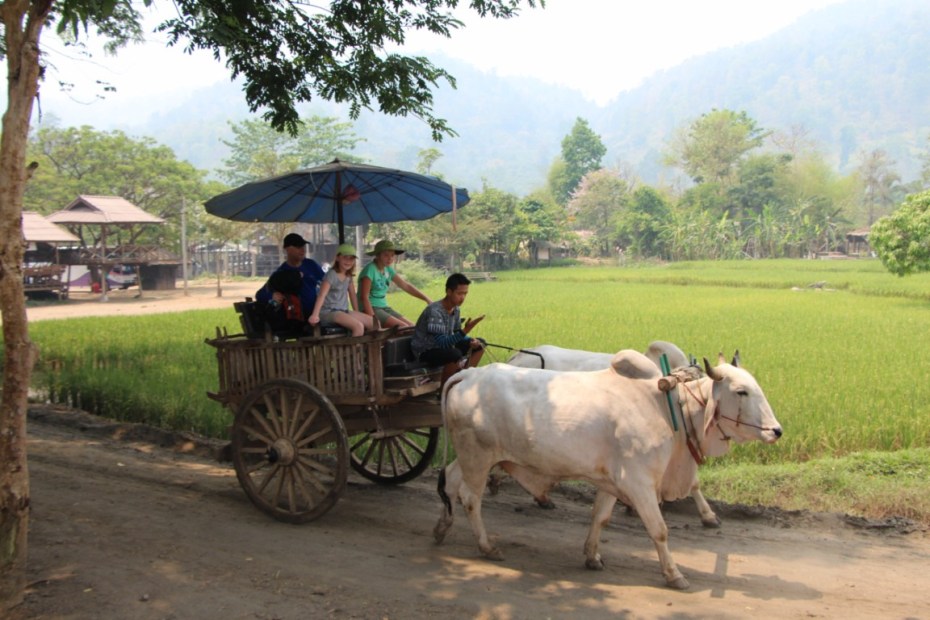 Oxcart ride also around Chiang Mai. 